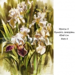 irises-4_0