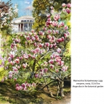 Magnolias